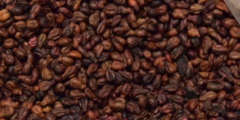 Sjemenke grožđa: da li je moguće jesti, koristi i štete za tijelo, primjena, sastav